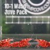 10X WASP Juvenile TB Genetics Caridina Shrimp Aquarium | Shrimp Cove | BEST IN UK