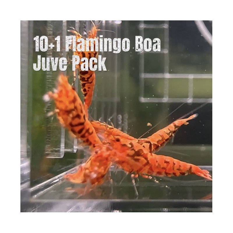 10X FLAMINGO Juvenile TB Genetics Caridina Shrimp Aquarium | Shrimp Cove | BEST IN UK