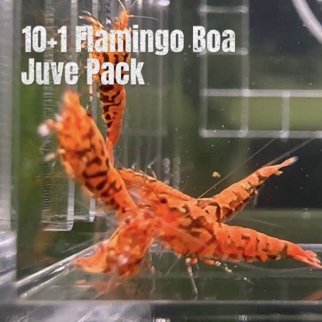 10X FLAMINGO Juvenile TB Genetics Caridina Shrimp Aquarium | Shrimp Cove | BEST IN UK