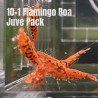 10X FLAMINGO Juvenile TB Genetics Caridina Shrimp Aquarium | Shrimp Cove | BEST IN UK