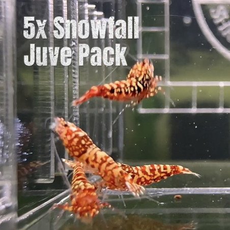 5x Shrimp MIND BLOWING BARGAINS Caridina Shrimp Aquarium Beauty | Shrimp Cove