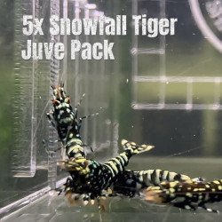 5x Shrimp MIND BLOWING BARGAINS Caridina Shrimp Aquarium Beauty | Shrimp Cove