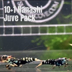 10X NANASHI Caridina Shrimp Aquarium | Shrimp Cove | BEST IN UK