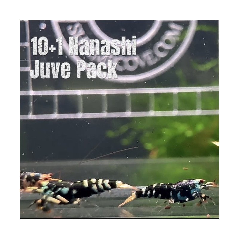 10X NANASHI Caridina Shrimp Aquarium | Shrimp Cove | BEST IN UK