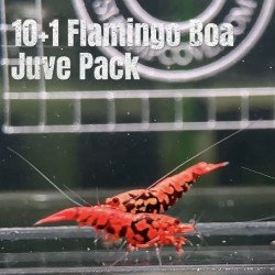 10X FLAMINGO Juvenile TB Genetics Caridina Shrimp Aquarium | Shrimp Cove | BEST IN UK