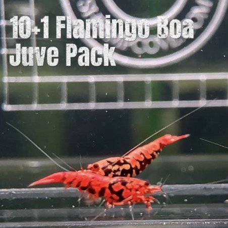 10X FLAMINGO Juvenile TB Genetics Caridina Shrimp Aquarium | Shrimp Cove | BEST IN UK