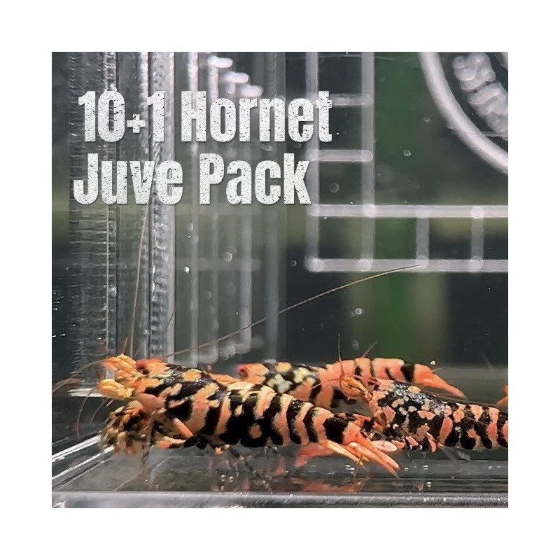 10x HORNET CARIDINA SHRIMP A MIND BLOWING BARGAIN | Shrimp Cove