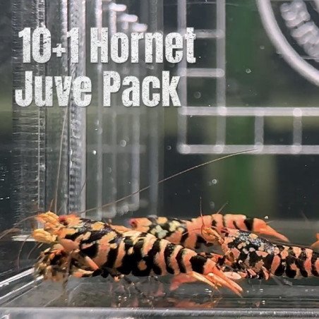 10x HORNET CARIDINA SHRIMP A MIND BLOWING BARGAIN | Shrimp Cove