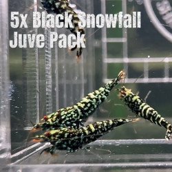 5x Shrimp MIND BLOWING BARGAINS Caridina Shrimp Aquarium Beauty | Shrimp Cove