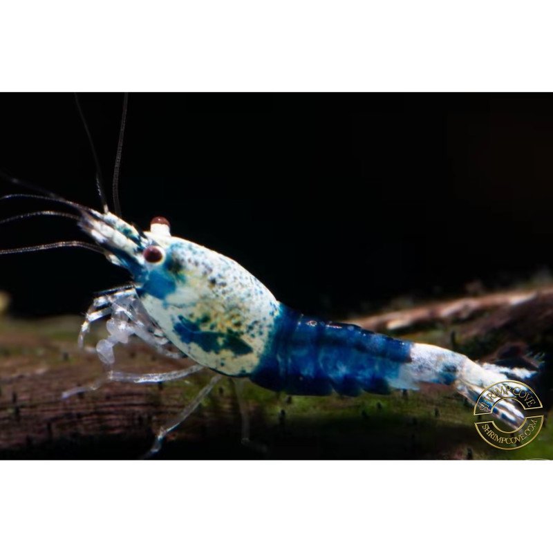 Blue Ocean Caridina Shrimp UK! freshwater Aquarium shrimp. Buy Now at Shrimp Cove here in the UK
