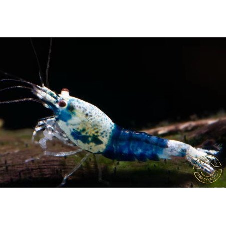 Blue Ocean Caridina Shrimp UK! freshwater Aquarium shrimp. Buy Now at Shrimp Cove here in the UK