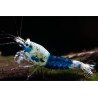 Blue Ocean Caridina Shrimp UK! freshwater Aquarium shrimp. Buy Now at Shrimp Cove here in the UK