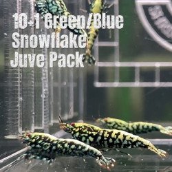 10 Green Blue Snowflake  Caridina Shrimp Aquarium Beauty | Shrimp Cove | BEST IN UK
