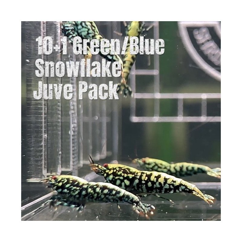 10 Green Blue Snowflake  Caridina Shrimp Aquarium Beauty | Shrimp Cove | BEST IN UK