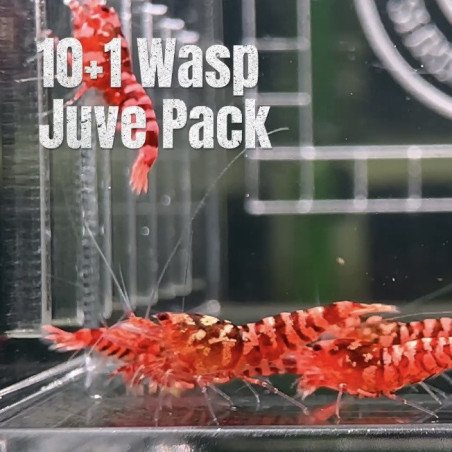 10X WASP Juvenile TB Genetics Caridina Shrimp Aquarium | Shrimp Cove | BEST IN UK