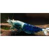Blue Ocean Caridina Shrimp UK! freshwater Aquarium shrimp. Buy Now at Shrimp Cove here in the UK