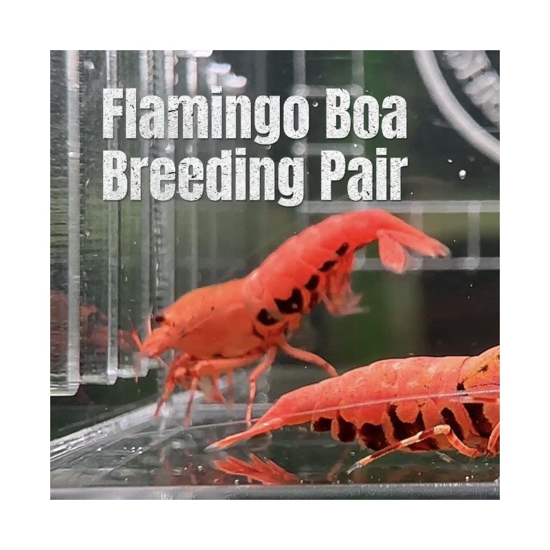 TB Shrimp A MIND BLOWING BARGAIN Caridina Shrimp Aquarium Beauty | Shrimp Cove | BEST IN UK