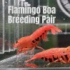 TB Shrimp A MIND BLOWING BARGAIN Caridina Shrimp Aquarium Beauty | Shrimp Cove | BEST IN UK