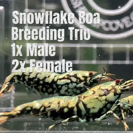 TB Shrimp A MIND BLOWING BARGAIN Caridina Shrimp Aquarium Beauty | Shrimp Cove | BEST IN UK
