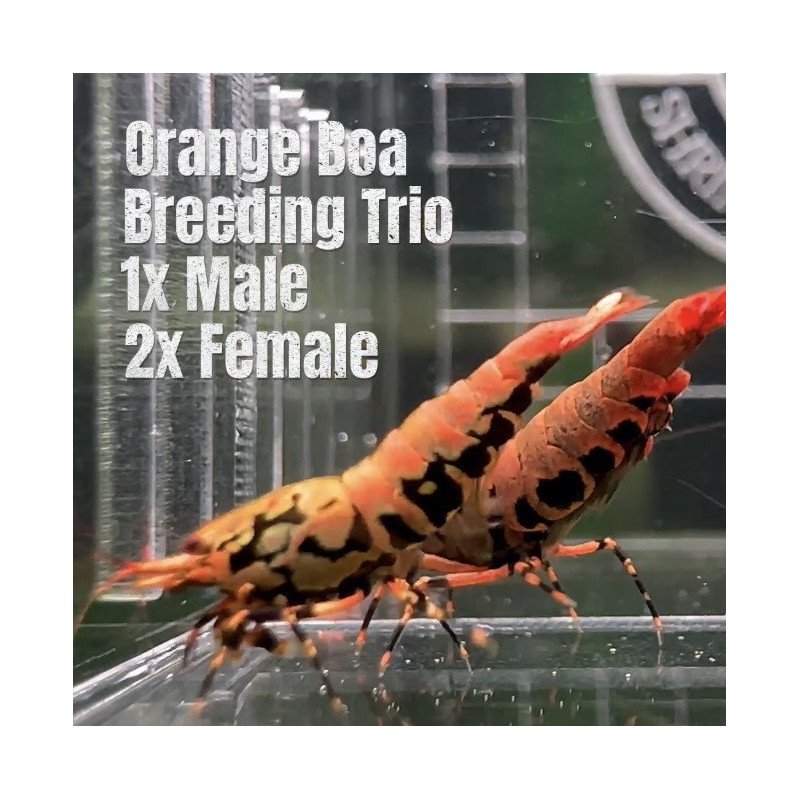 3x TB Shrimp A MIND BLOWING BARGAIN Caridina Shrimp Aquarium Beauty | Shrimp Cove | BEST IN UK