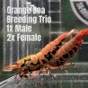 3x TB Shrimp A MIND BLOWING BARGAIN Caridina Shrimp Aquarium Beauty | Shrimp Cove | BEST IN UK
