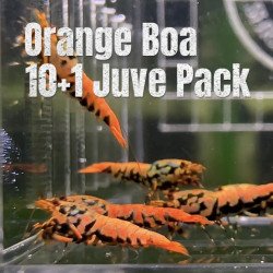 10x Shrimp MIND BLOWING BARGAINS Caridina Shrimp Aquarium Beauty | Shrimp Cove