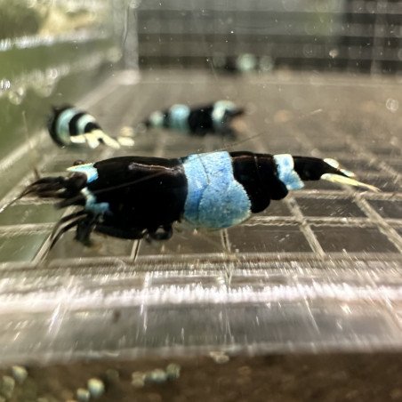 Blue Shadow Panda Caridina Shrimp Buy Now at Shrimp Cove here in the UK