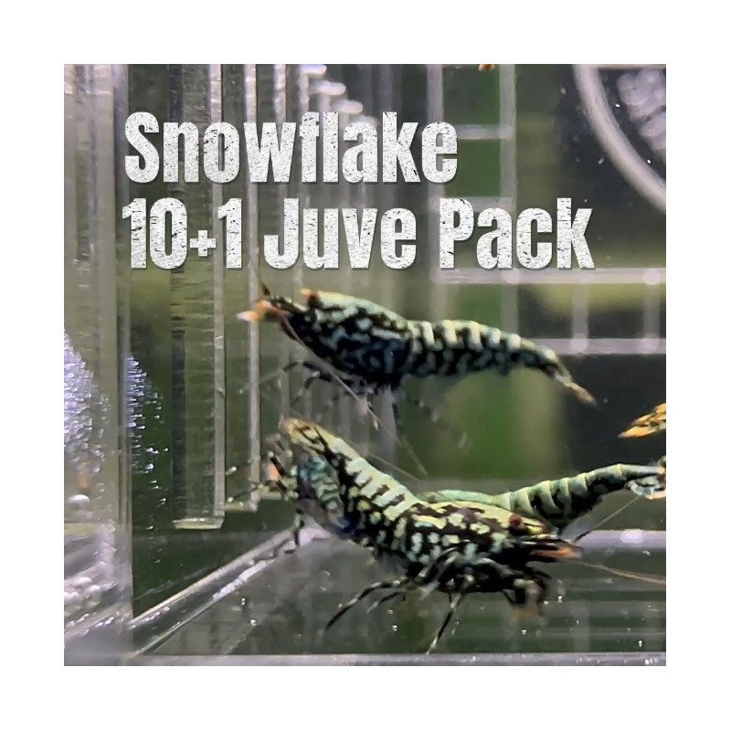 10 Green Blue Snowflake / Wicked Stardust Caridina Shrimp Aquarium Beauty | Shrimp Cove | BEST IN UK