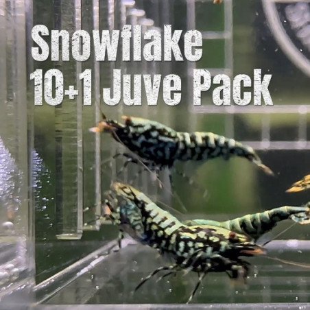 10 Green Blue Snowflake / Wicked Stardust Caridina Shrimp Aquarium Beauty | Shrimp Cove | BEST IN UK