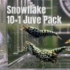 10 Green Blue Snowflake / Wicked Stardust Caridina Shrimp Aquarium Beauty | Shrimp Cove | BEST IN UK
