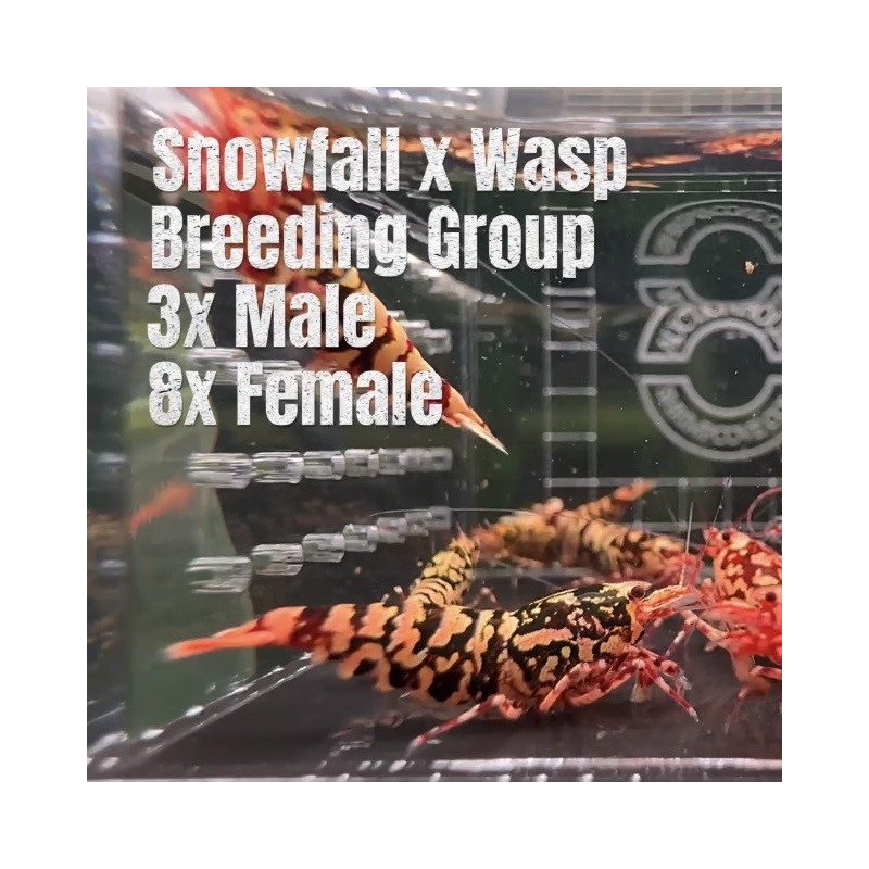 10X SNOWASP RARE Caridina Shrimp Aquarium | Shrimp Cove | BEST IN UK