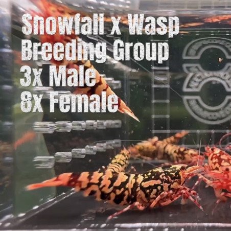 10X SNOWASP RARE Caridina Shrimp Aquarium | Shrimp Cove | BEST IN UK