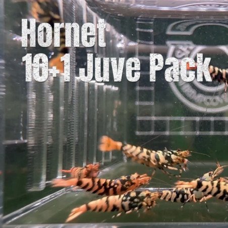 10x HORNET CARIDINA SHRIMP A MIND BLOWING BARGAIN | Shrimp Cove