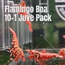 10X FLAMINGO Juvenile TB Genetics Caridina Shrimp Aquarium | Shrimp Cove | BEST IN UK