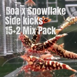 15 X MIXPACK BOA SNOWFLAKE SIDEKICKS Caridina Shrimp Aquarium Beauty | Shrimp Cove | BEST IN UK