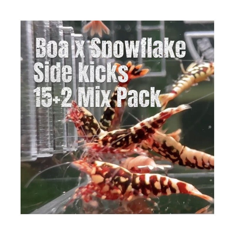 15 X MIXPACK BOA SNOWFLAKE SIDEKICKS Caridina Shrimp Aquarium Beauty | Shrimp Cove | BEST IN UK
