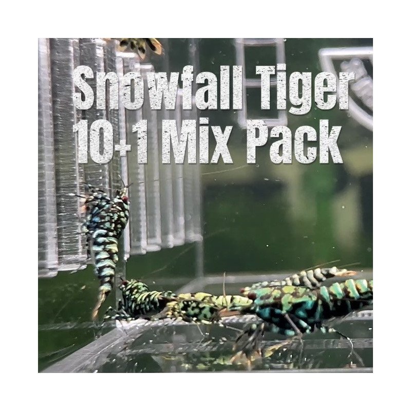 10X SNOWFALL MINT GREEN RARE Caridina Shrimp Aquarium | Shrimp Cove | BEST IN UK