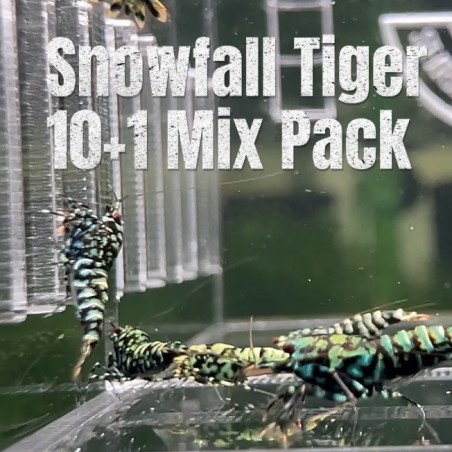 10X SNOWFALL MINT GREEN RARE Caridina Shrimp Aquarium | Shrimp Cove | BEST IN UK