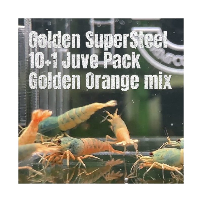 10X Steel Mix  Plus 1 Caridina Shrimp Aquarium | Shrimp Cove | BEST IN UK
