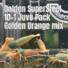10X Steel Mix  Plus 1 Caridina Shrimp Aquarium | Shrimp Cove | BEST IN UK