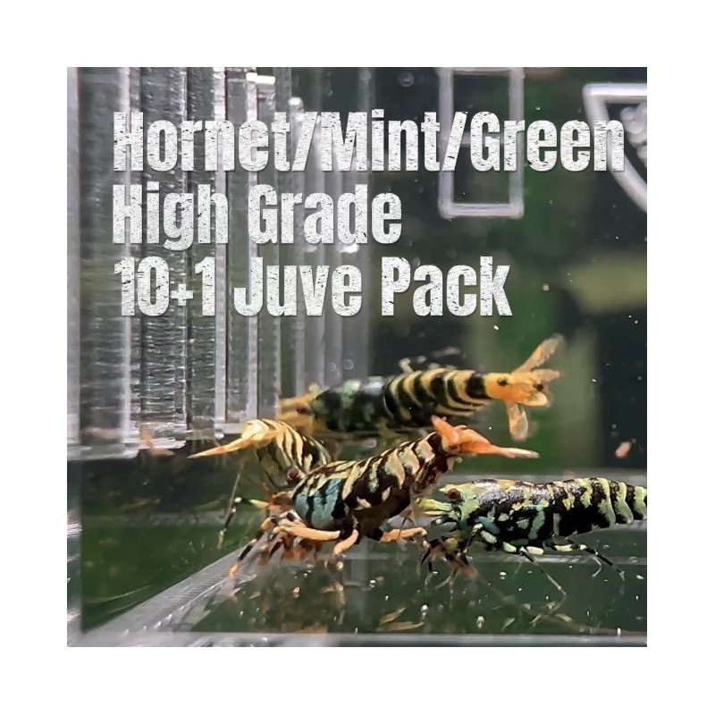 10x HORNET HIGH GRADE MINT GREEN CARIDINA SHRIMP A MIND BLOWING BARGAIN | Shrimp Cove