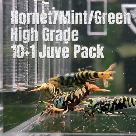 10x HORNET HIGH GRADE MINT GREEN CARIDINA SHRIMP A MIND BLOWING BARGAIN | Shrimp Cove