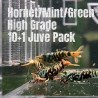 10x HORNET HIGH GRADE MINT GREEN CARIDINA SHRIMP A MIND BLOWING BARGAIN | Shrimp Cove