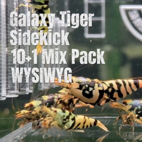 10x Shrimp MIND BLOWING BARGAINS Caridina Shrimp Aquarium Beauty | Shrimp Cove