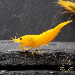 YELLOW MIX X 10 , Golden Bk & Gold Neocaridina Shrimp Buy Now at Shrimp Cove