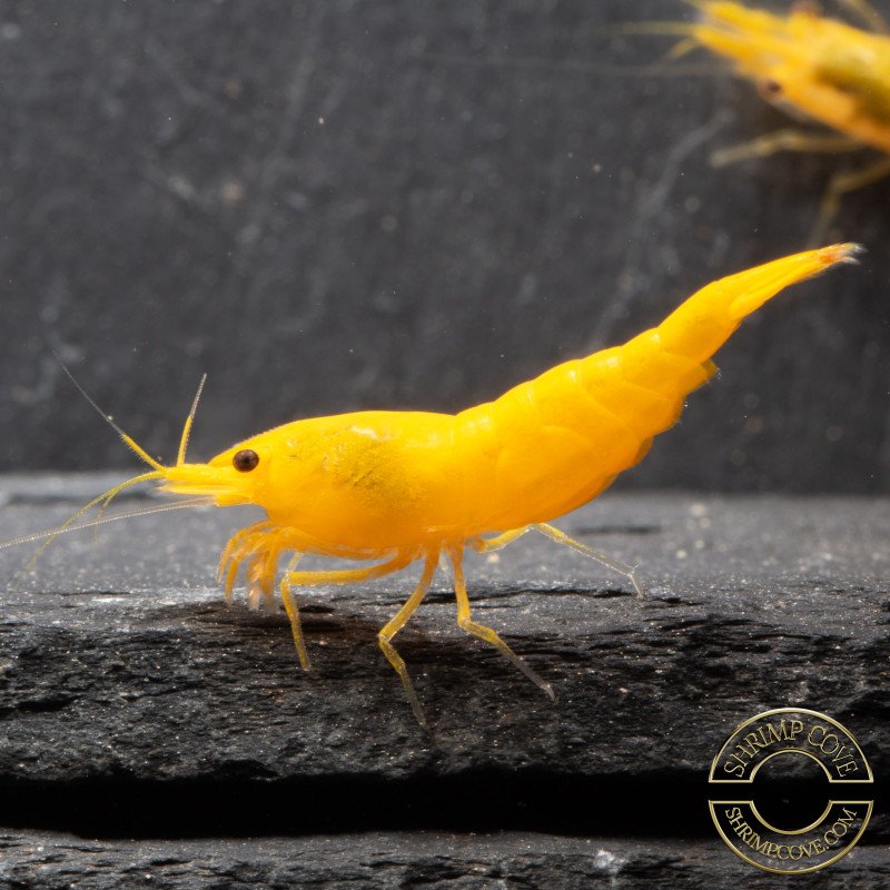 YELLOW MIX X 10 , Golden Bk & Gold Neocaridina Shrimp Buy Now at Shrimp Cove