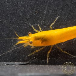 YELLOW MIX X 10 , Golden Bk & Gold Neocaridina Shrimp Buy Now at Shrimp Cove