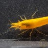 YELLOW MIX X 10 , Golden Bk & Gold Neocaridina Shrimp Buy Now at Shrimp Cove