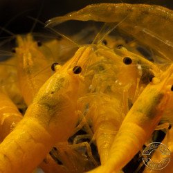 YELLOW MIX X 10 , Golden Bk & Gold Neocaridina Shrimp Buy Now at Shrimp Cove