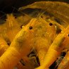 YELLOW MIX X 10 , Golden Bk & Gold Neocaridina Shrimp Buy Now at Shrimp Cove